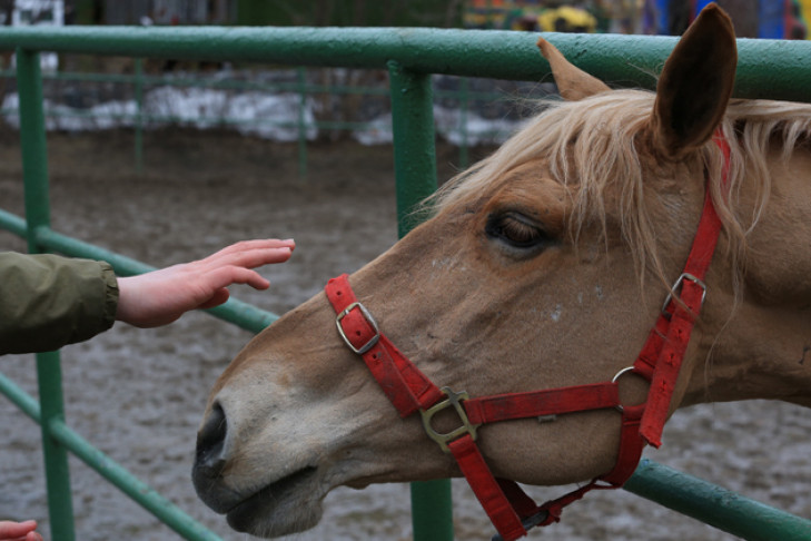 Упавшая с лошади девочка получила тяжелые травмы