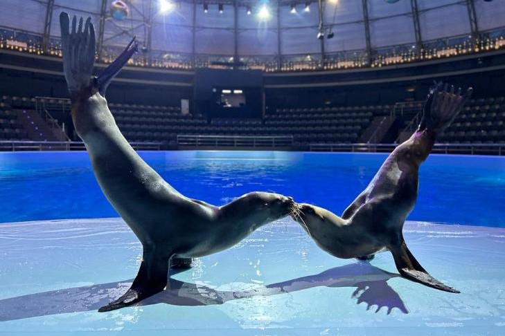 Морская львица Лили приехала в Новосибирск из Ялты и решила остаться