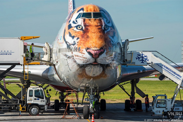 Самолет с мордой тигра приземлился в Толмачево