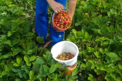 Секрет урожая земляники раскрыла эксперт Иванцова в Новосибирске