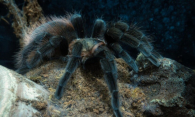 Выпрыгнул из веток и укусил за плечо: тарантул напал на 7-летнюю сибирячку в Таиланде