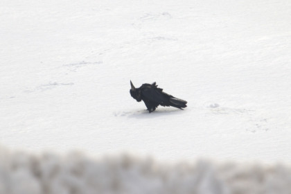 Первых купающихся в снегу грачей заметили в Новосибирской области