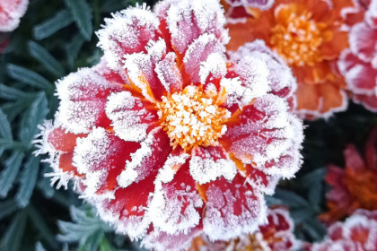 Заморозки усилятся до -10 градусов в Новосибирской области