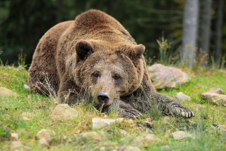 Отстрел медведя-убийцы под Новосибирском объяснили в Минприроде 