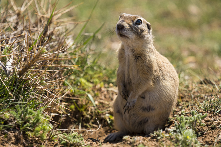 Два новых вида сусликов внесены в Красную книгу Новосибирской области