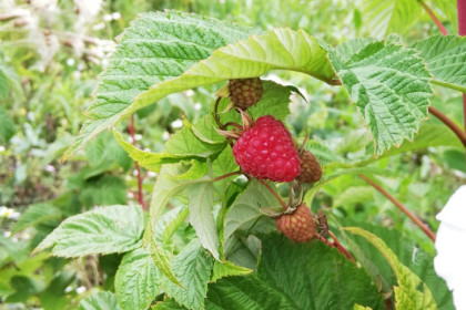 Дефицитный урожай малины начали собирать под Новосибирском