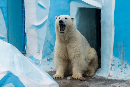 Плодовитый Кай из Новосибирского зоопарка отмечает 18-летие