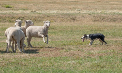 Держат в страхе район: бродячие собаки загрызли стадо овец под Новосибирском