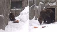 В Новосибирском зоопарке проснулись бурые медведи