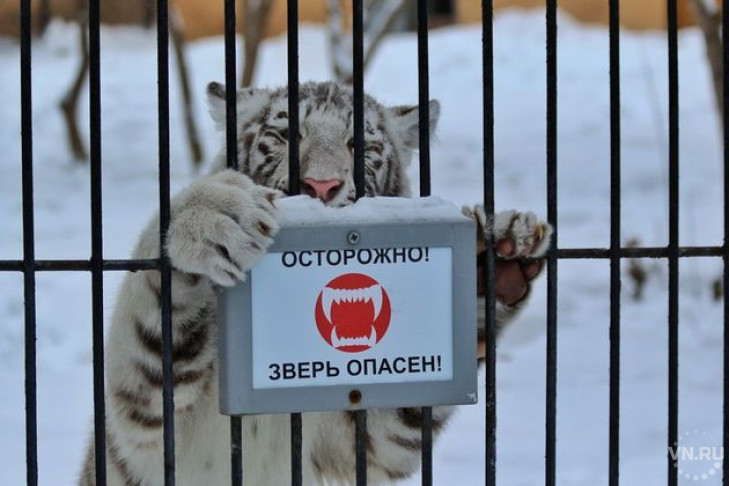 Новосибирский зоопарк. Лучшие фото Владимира Шадрина