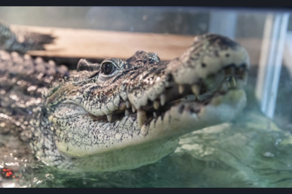 Новосибирского крокодила Кузю хотят вернуть на Кубу