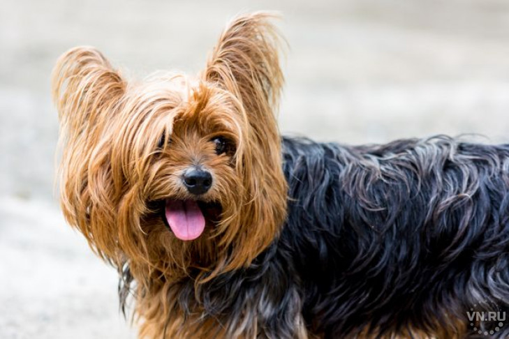Самая популярная порода собак названа в Новосибирске 