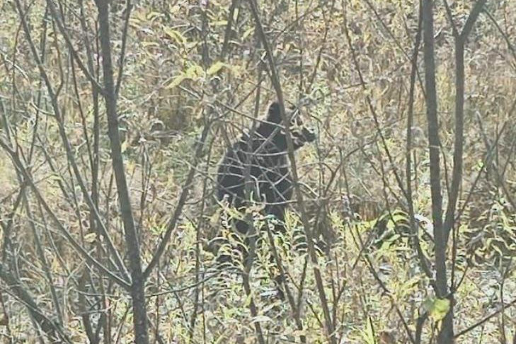 Медведя заметили возле горнолыжного комплекса под Новосибирском