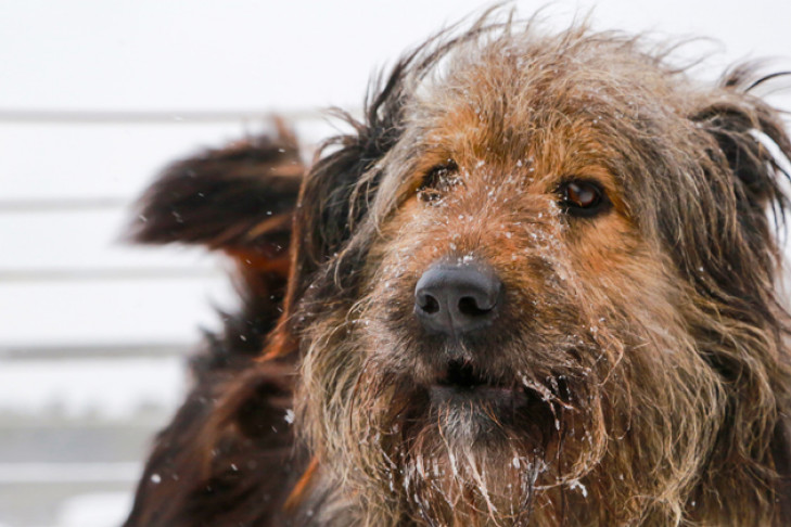 «Все начинается с человека»: мэр Новосибирска о нападениях собак на горожан
