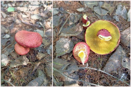 Гламурные розовые грибы собирают в лесах под Новосибирском