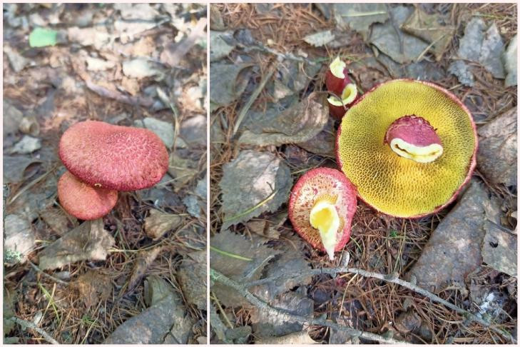 Гламурные розовые грибы собирают в лесах под Новосибирском