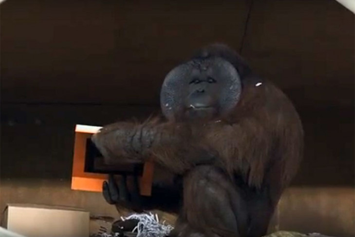 Секрет орангутана Бату раскрыли в Новосибирском зоопарке