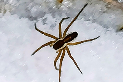 Хищные пауки выползли на снег в Новосибирске