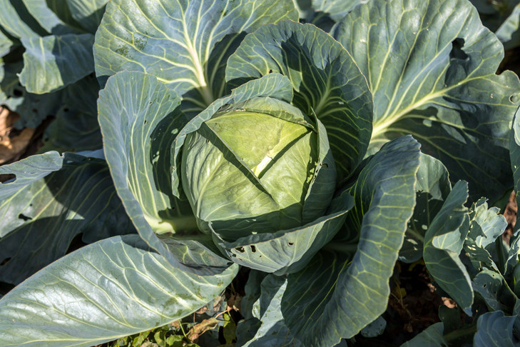 Названы лучшие средства для завязи кочанов капусты в июле-2025