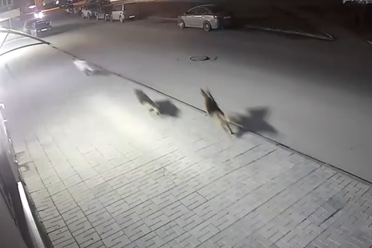 Бастрыкин взял на контроль проблему с агрессивными собаками в Новосибирске