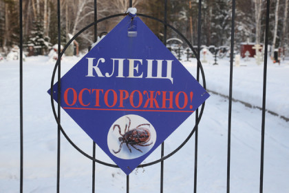 Проснулись гады: жителя Новосибирска укусил первый клещ