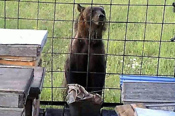 Видео с облезлой медведицей попало в интернет
