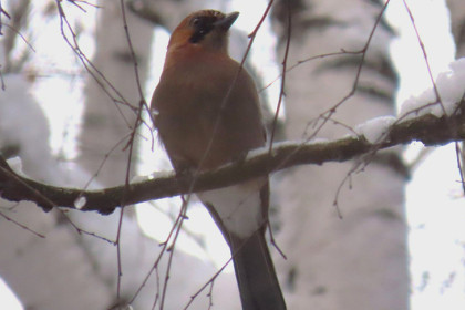 Орала как не в себя: редкую птицу заметили жители Академгородка