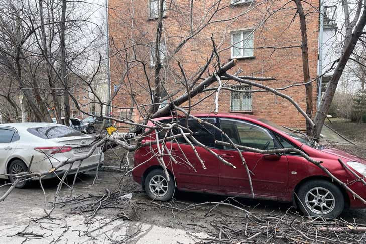 Дерево обрушилось на автомобильную парковку в Новосибирске