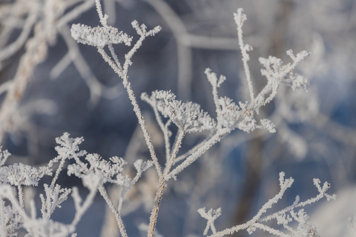 Вильфанд спрогнозировал ночные заморозки в Новосибирской области