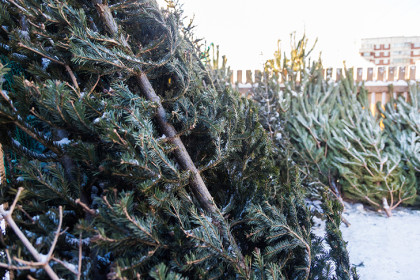 Жители Новосибирска могут найти ближайший пункт приема новогодних елок на карте Авито