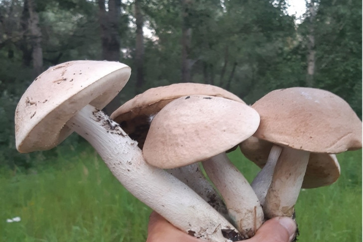 Краснокнижные грибы собирают новосибирцы в лесу возле Оби