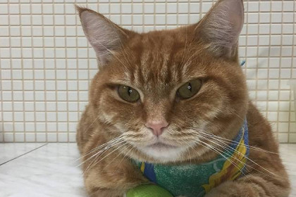 В Новосибирске врачи с трудом вытащили из кота Степана длинную нить
