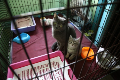 Замурованных в подвале котов выпустили на свободу в Новосибирске