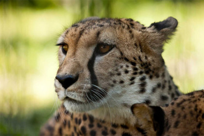 Пара гепардов из Лимпопо поселилась в зоопарке Новосибирска