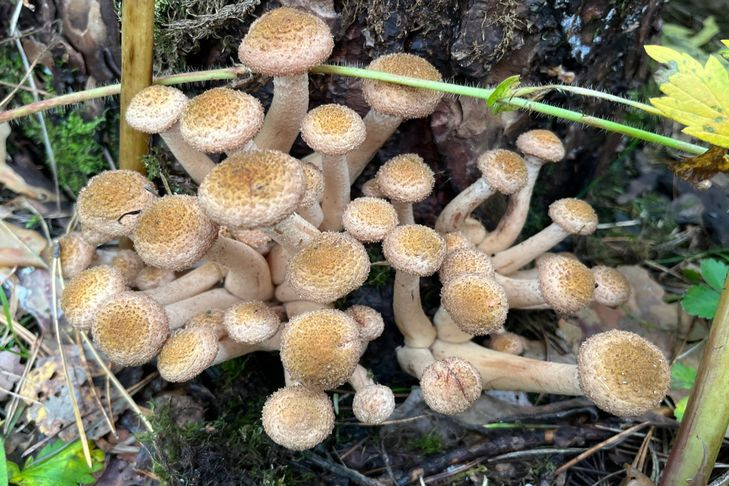 «Берите стремянку»: небывалый урожай опят вырос в Новосибирской области