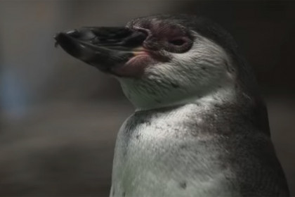 Маленькие пингвины из зоопарка растрогали жителей Новосибирска