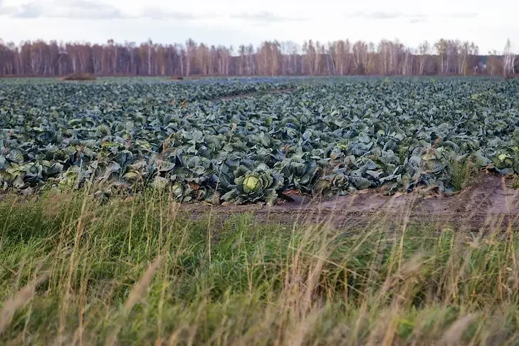 Свеклу и морковь не успели убрать в Новосибирской области из-за ранних снегопадов