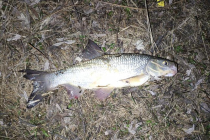 «Черноух крылатый»: новосибирские рыбаки высмеяли товарища, испугавшегося улова