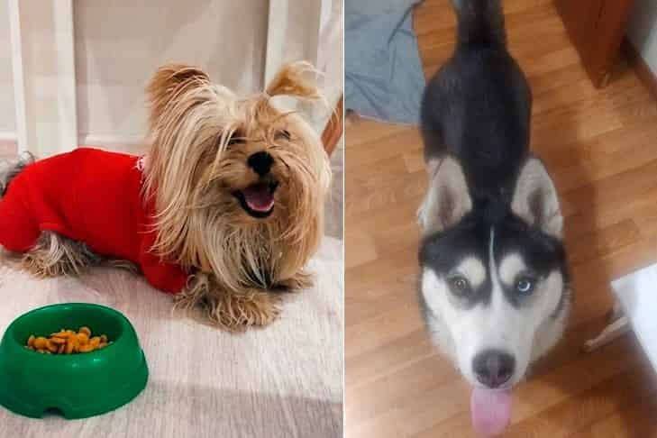 Массовый побег совершили собаки в Новосибирске ночью 1 января