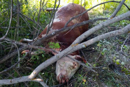 Приказано уничтожить: медведя-убийцу ждет смерть за мучения рыжей коровы