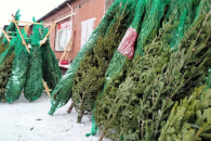 На ёлочных базарах Новосибирска не проданными останутся до 30% ёлок