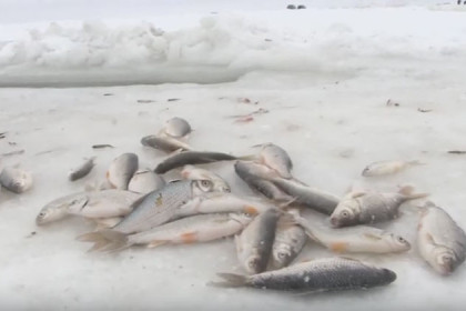 Рыба гибнет в озерах Карасукского района