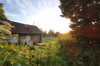 Список опасных растений, за которые будут штрафовать, определяют в Новосибирске