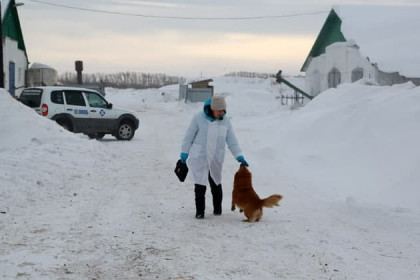 13 приютов для животных не хватает Новосибирску 