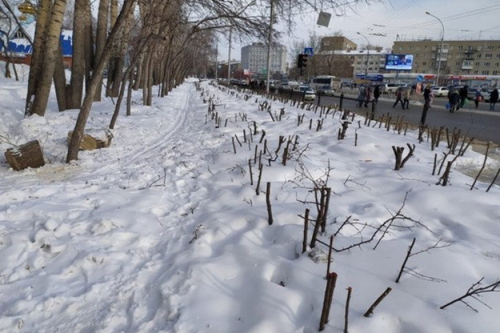 Посадить деревья в парке «Березовая роща» вновь пообещала мэрия Новосибирска