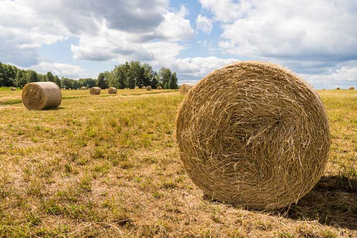 Губернатор Травников поручил заготовить корма для скота в условиях засухи