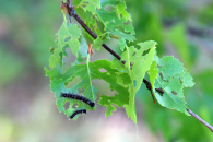 На охоту за вредителями отправятся хранители лесов Новосибирской области