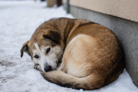 Новосибирск ищет подход к бездомным животным