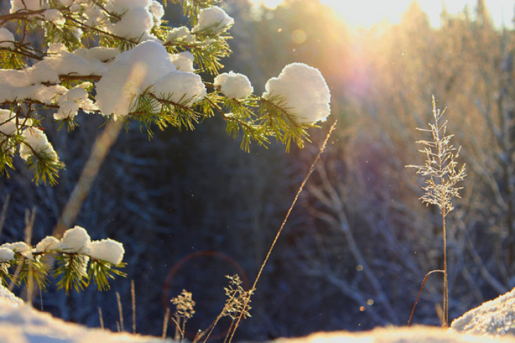Погода в Новосибирске на 25-26 ноября: мороз и солнце