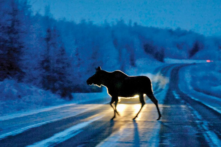 В Новосибирской области мать браконьера помогла сыну оплатить смерть лося